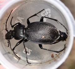 Carabus goryi