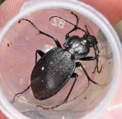 Carabus goryi