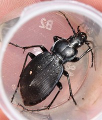 Carabus goryi