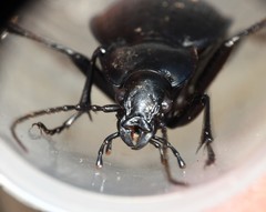 Carabus goryi
