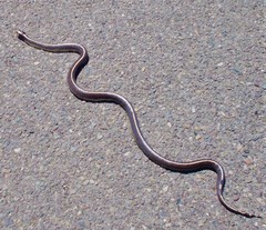 Lampropeltis californiae