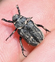 Cremastocheilus castaneae