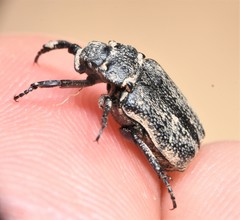 Cremastocheilus castaneae