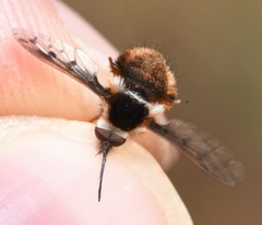 Bombylius pygmaeus
