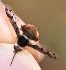 Bombylius pygmaeus