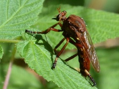Diogmites basalis