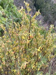Acmispon dendroideus traskiae