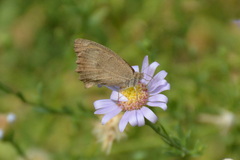Hyponephele lupinus