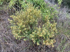 Acmispon dendroideus traskiae