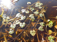 Caltha natans