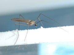 Cheilotrichia