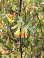 Acmispon dendroideus traskiae