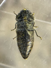 Acmaeodera hepburnii