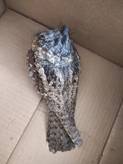 Antrostomus arizonae