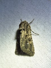 Ulolonche orbiculata