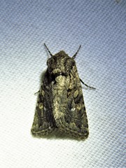 Ulolonche orbiculata