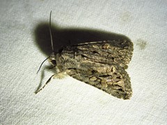 Ulolonche orbiculata