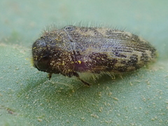 Acmaeodera hepburnii