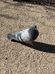 Columba livia domestica