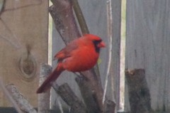 Cardinalis cardinalis