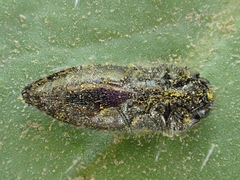 Acmaeodera hepburnii