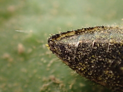 Acmaeodera hepburnii