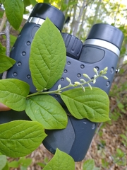 Styracaceae