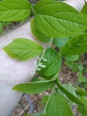 Styracaceae