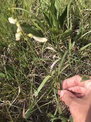 Penstemon oklahomensis