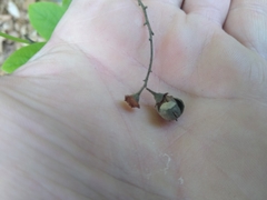 Styracaceae