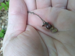 Styracaceae
