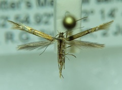 Cosmopterix fernaldella