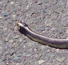 Lampropeltis californiae