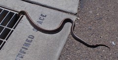 Lampropeltis californiae