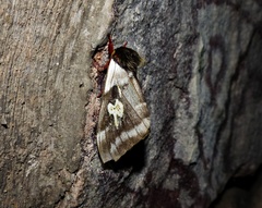 Dirphiopsis schreiteri