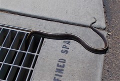 Lampropeltis californiae