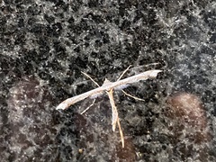 Anstenoptilia
