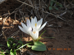 Crocus aleppicus
