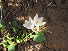 Crocus aleppicus