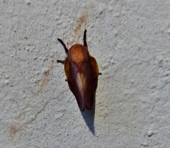 Psilopygida crispula