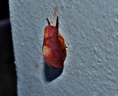 Psilopygida crispula