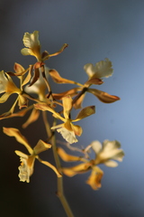 Encyclia papillosa