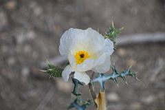 Argemone chisosensis