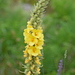 Dense-flowered Mullein - Photo (c) Kostas Zontanos, some rights reserved (CC BY-NC), uploaded by Kostas Zontanos