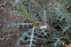 Argemone chisosensis