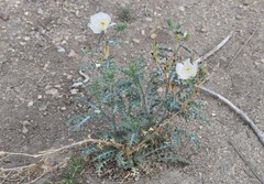 Argemone chisosensis