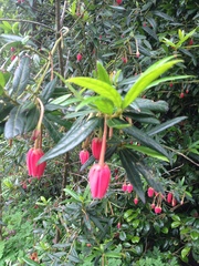 Crinodendron hookerianum