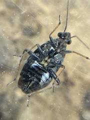Irbisia californica