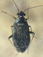 Irbisia californica