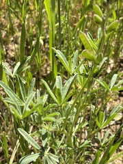 Irbisia californica